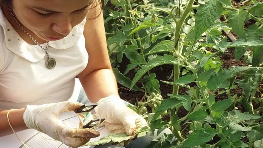 trips-arañuela-invernadero|trips-arañuela-invernadero|arañuela-roja-inverandero